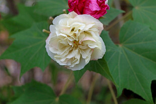 木芙蓉 