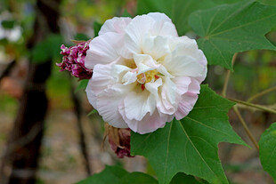 白色木芙蓉花