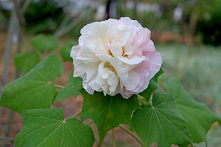 木芙蓉 