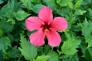 扶桑花
