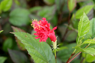 扶桑花