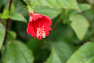 扶桑花
