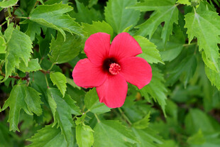 扶桑花