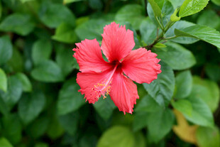 扶桑花