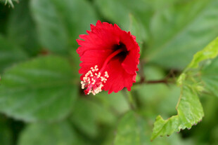 扶桑花