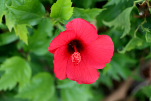扶桑花