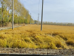 麦田