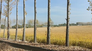 麦田 大树 