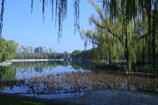 公园风景  
