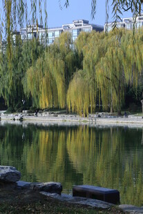 公园风景 