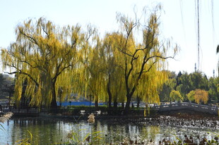 公园风景  