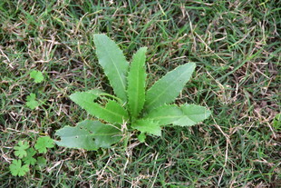 公园小草