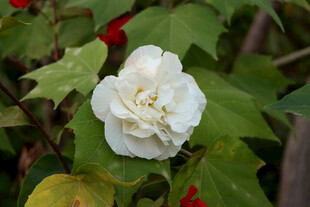 白色木芙蓉花