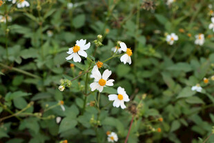 野菊花