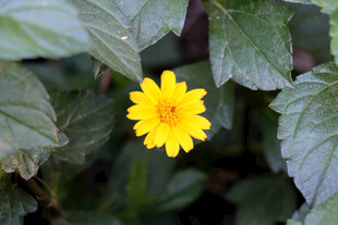 黄色野菊花