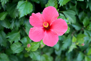扶桑花