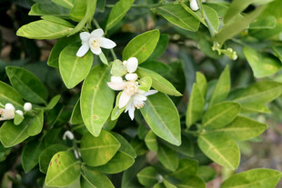 脐橙花