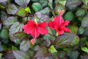 扶桑花