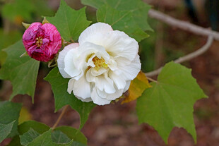白色木芙蓉花