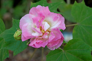 木芙蓉