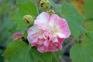 木芙蓉