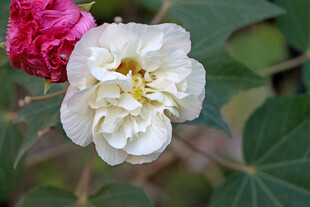 白色木芙蓉花