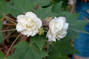 白色木芙蓉花