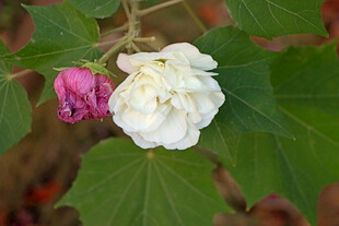 白色木芙蓉花