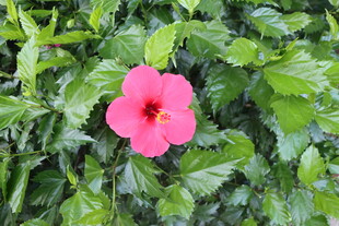 扶桑花