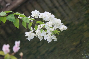 三角梅