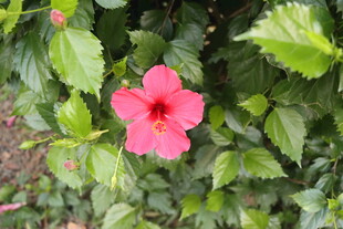 扶桑花