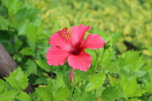 扶桑花