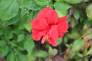 扶桑花