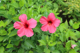 扶桑花