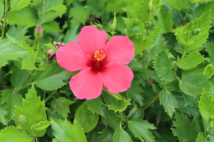扶桑花