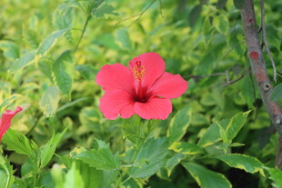 扶桑花