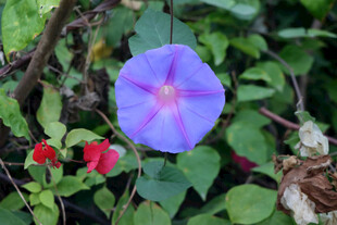 牵牛花