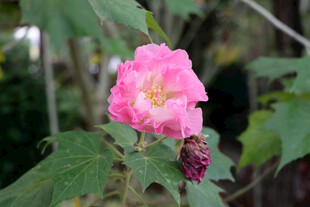 木芙蓉