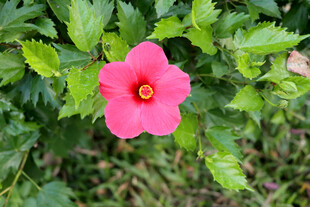 扶桑花