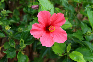 扶桑花