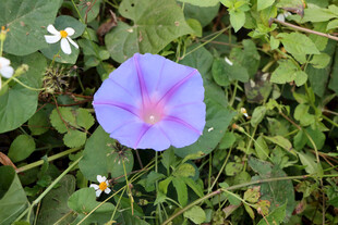 牵牛花