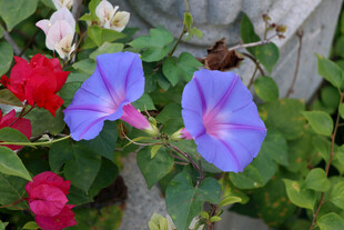 牵牛花