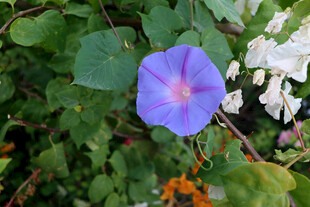 牵牛花