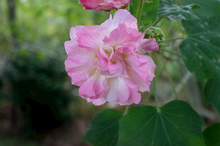 木芙蓉