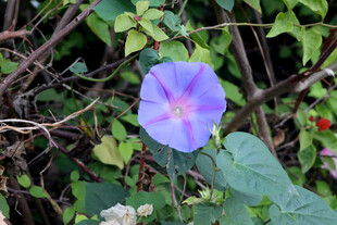 牵牛花