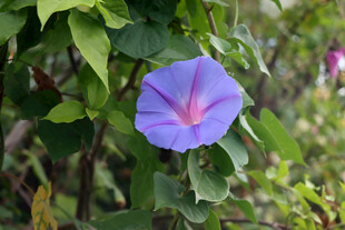 牵牛花