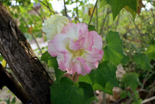木芙蓉
