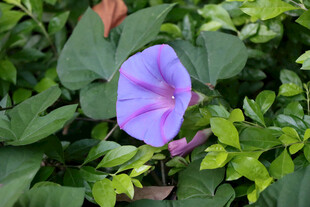 牵牛花