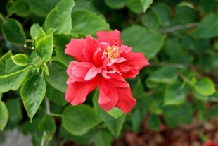 扶桑花