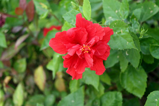 扶桑花